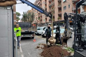 Platani, ligustri e arance amare. Montesacro diventa più verde