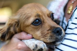 Il bando scaduto un anno fa, le nebbie del Campidoglio: così Roma ha perso le tracce del garante degli animali