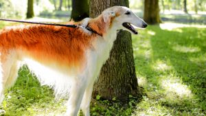 Cane Borzoi: storia, caratteristiche e come prendersene cura