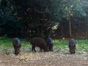 Cinghiali, daini e lupi: troppi danni per agricoltori ed allevatori