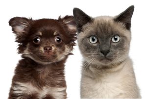 8 razze di gatti che si comportano come cani
