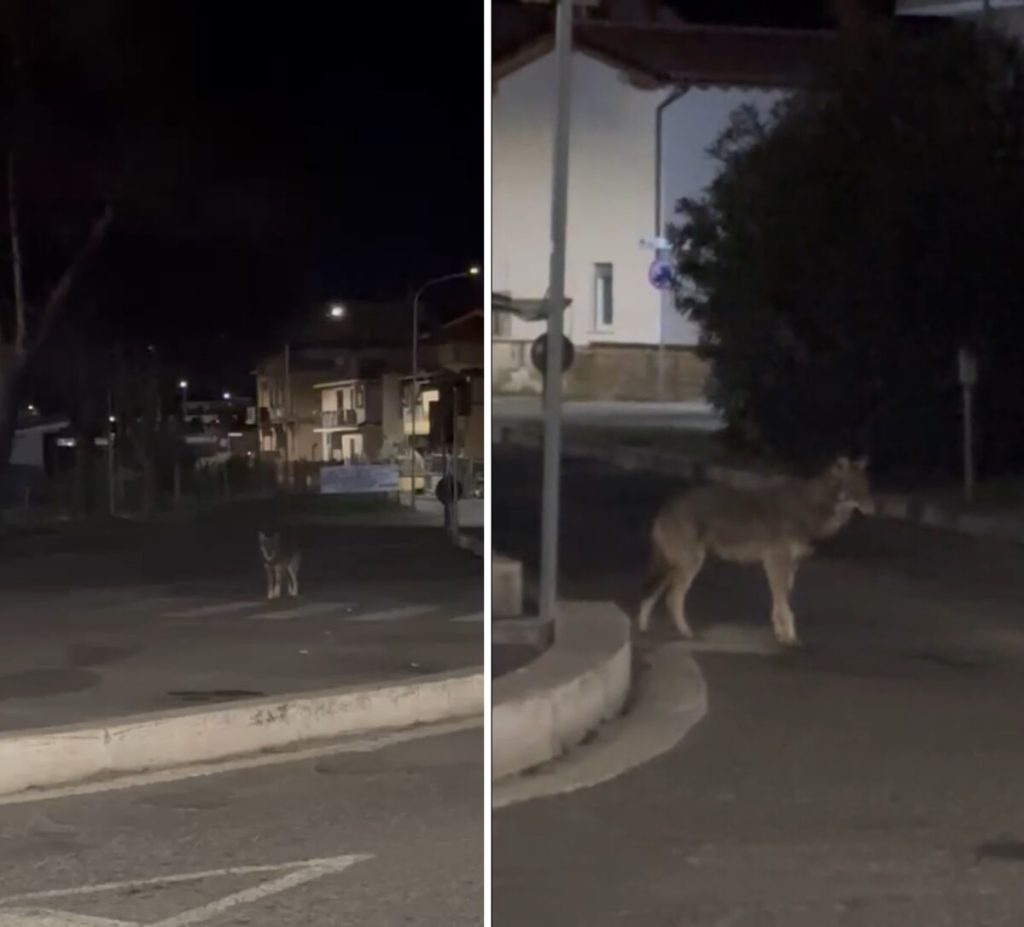 Un lupo per le strade di Cerveteri: “È un giovane esemplare attratto dai rifiuti”