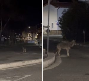 Un lupo per le strade di Cerveteri: “È un giovane esemplare attratto dai rifiuti”
