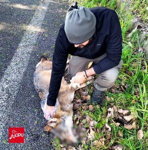 Ancora un lupo investito a Roma, l'Aurelia si conferma strada "killer"