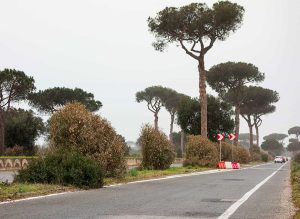 Oleandri secchi lungo la via Cristoforo Colombo: “S’intervenga subito, evitiamo di fare come per i pini”