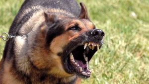Come stanno la bambina di 2 anni e la nonna azzannate da un cane in casa