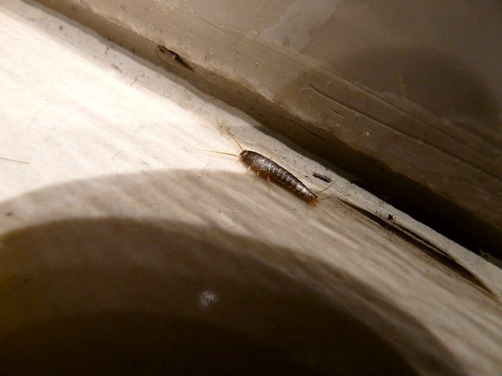 Pesciolini d'argento: cosa sono, come si formano e i segreti per eliminarli