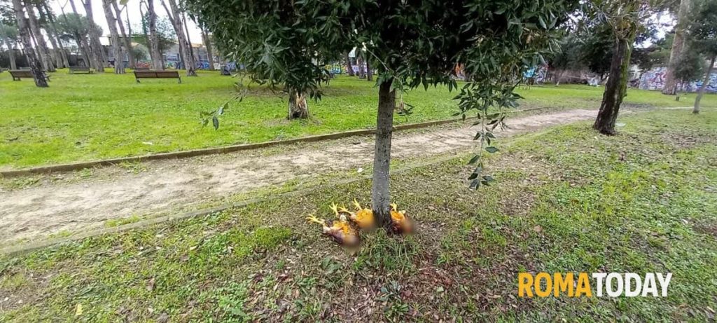 Orrore al parco: polli decapitati e squartati, l'ombra dei riti voodoo