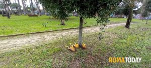 Orrore al parco: polli decapitati e squartati, l'ombra dei riti voodoo