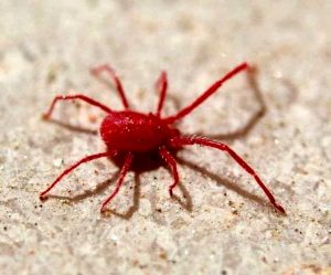 Come liberarsi dei ragnetti rossi