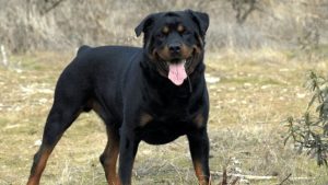 Ragazzina di 16 anni azzannata da un rottweiler sotto al portone di casa