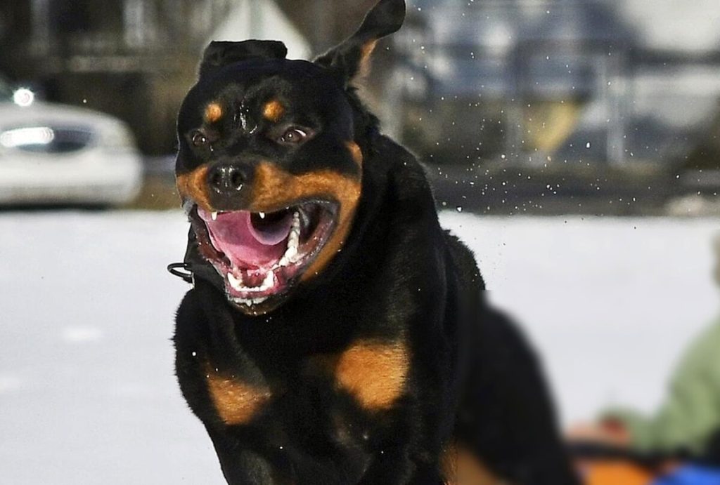 Cosa fare se si viene assaliti da un branco di cani inferociti