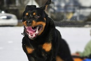 Cosa fare se si viene assaliti da un branco di cani inferociti