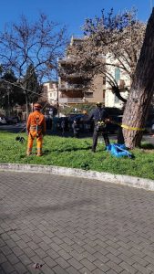 Il Comune fa le prove di trazione sui pini di Corso Trieste