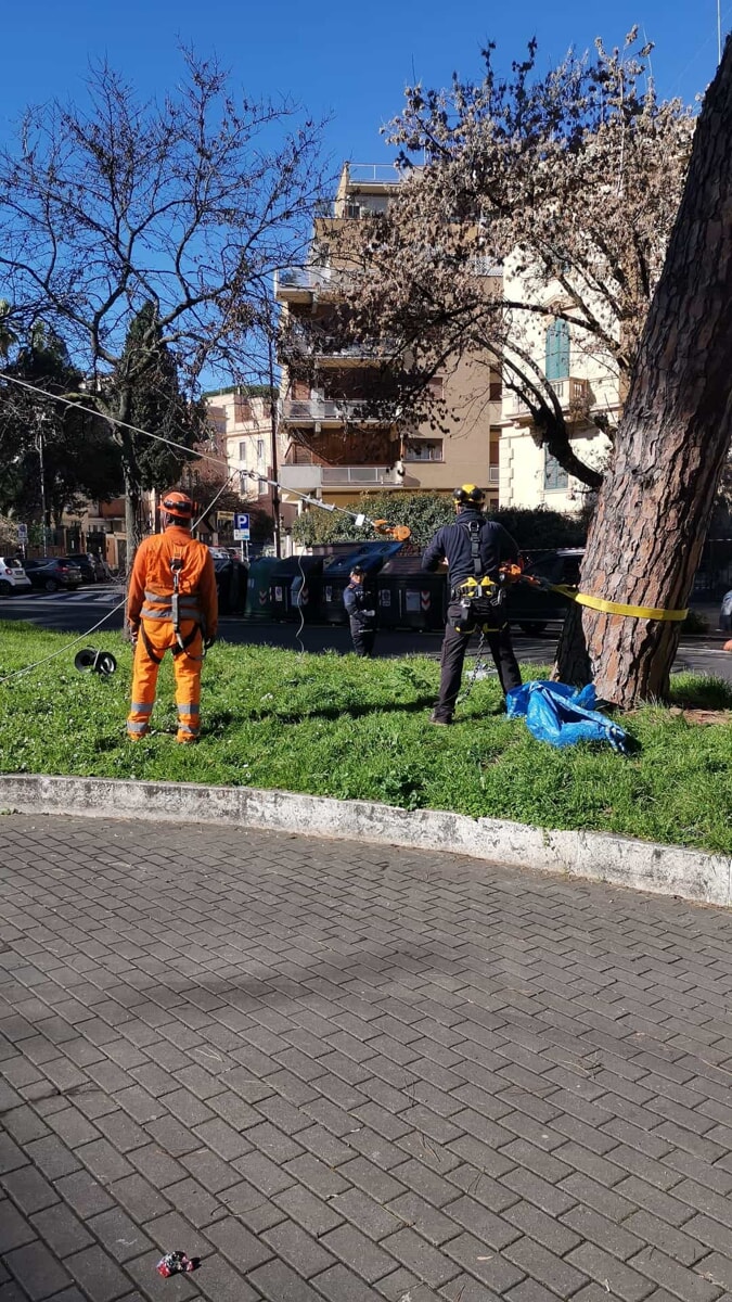 Il Comune fa le prove di trazione sui pini di Corso Trieste