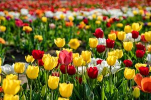 Tulipark, la riapertura del giardino olandese più grande d'Italia