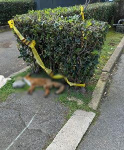 Shock per la consigliera municipale Carla Canale: gomme tagliate e una volpe morta davanti casa