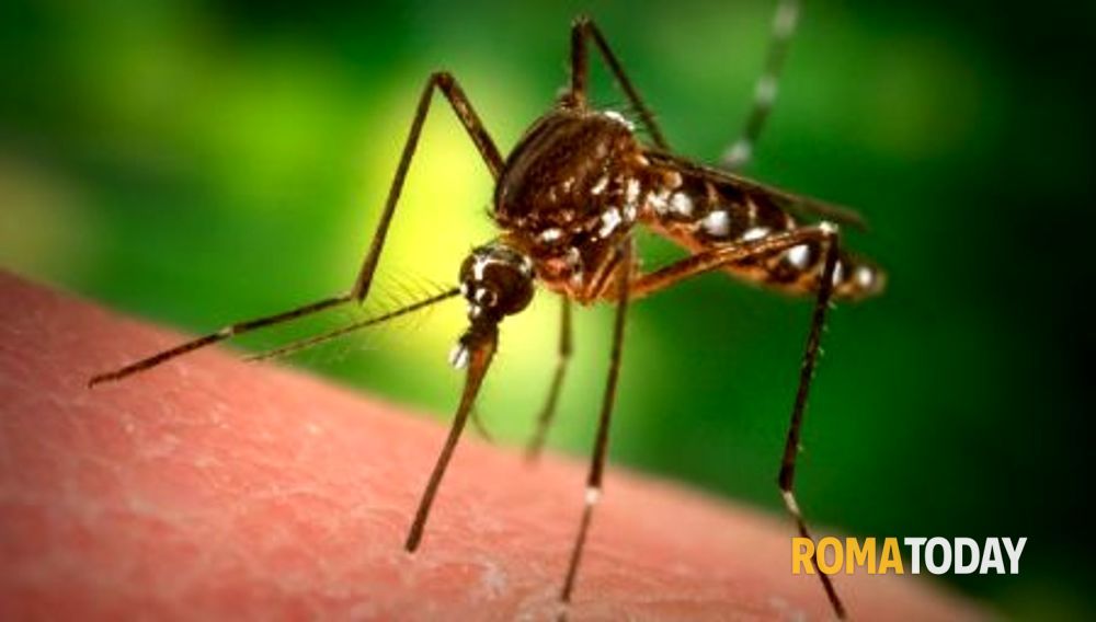 Dengue, a Fiumicino aerei disinfettati e controlli sulle merci. Innalzata allerta alle frontiere