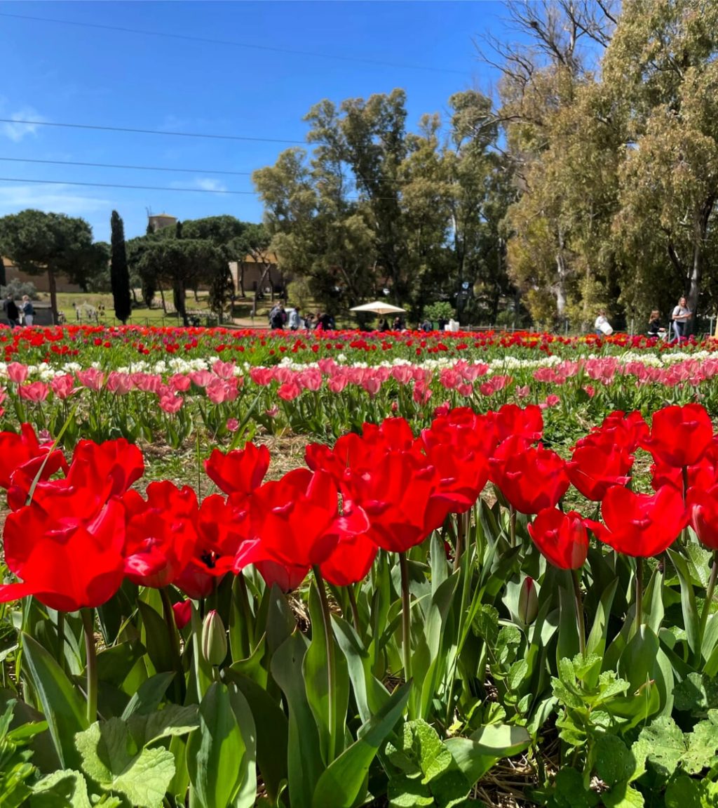 "Tulipani di Barbabianca" a Torre in Pietra