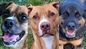 Adottare un cane è un’esperienza unica: i quattro zampe in cerca di una famiglia