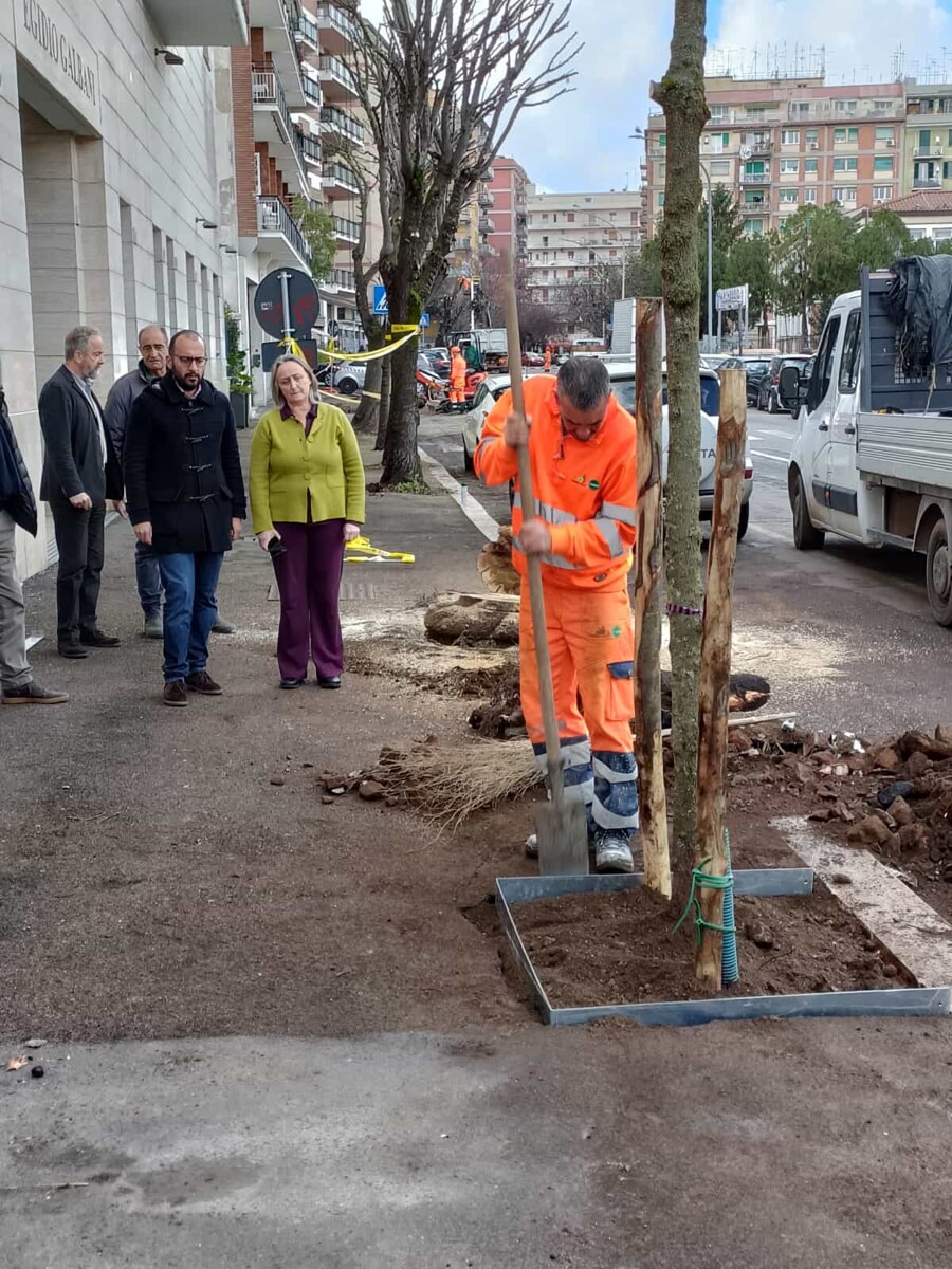 Piantati 45 alberi in una sola strada: “Compensiamo gli abbattimenti del passato”