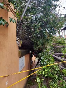 Vento a Roma, cade albero nel giardino di una scuola
