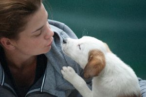 Carcere e violenza su animali: quali sono le pene previste dalla legge?