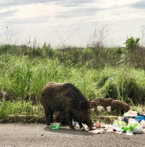 I danni all'agricoltura di cinghiali e lupi: servono soluzioni. Chiesto un tavolo tecnico alla regione