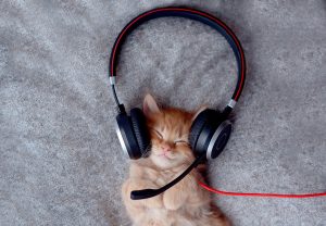 David Teie e la musica per gatti: funziona e lo conferma uno studio