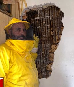 A Roma scoperto un nido con 60mila api dentro un'intercapedine. Erano lì da cinque anni