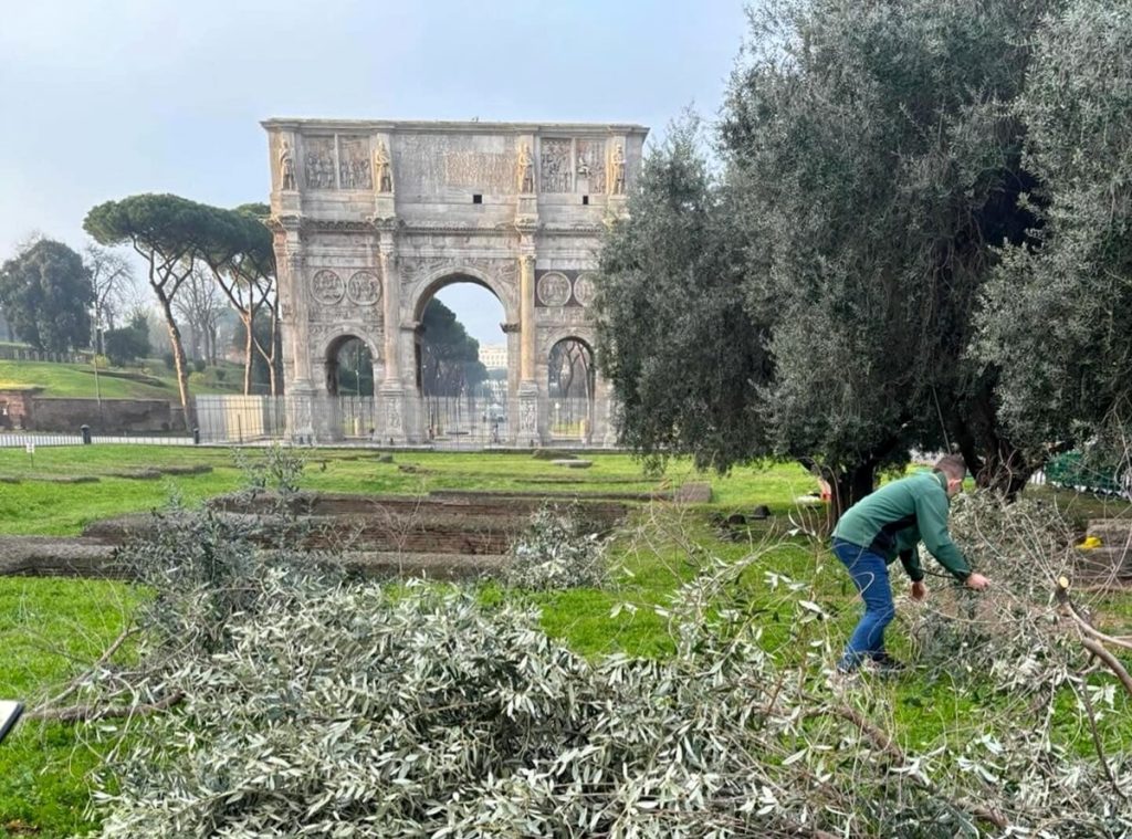 Pasqua, potati gli ulivi del parco del Colosseo: i rami saranno donati alle chiese del municipio I