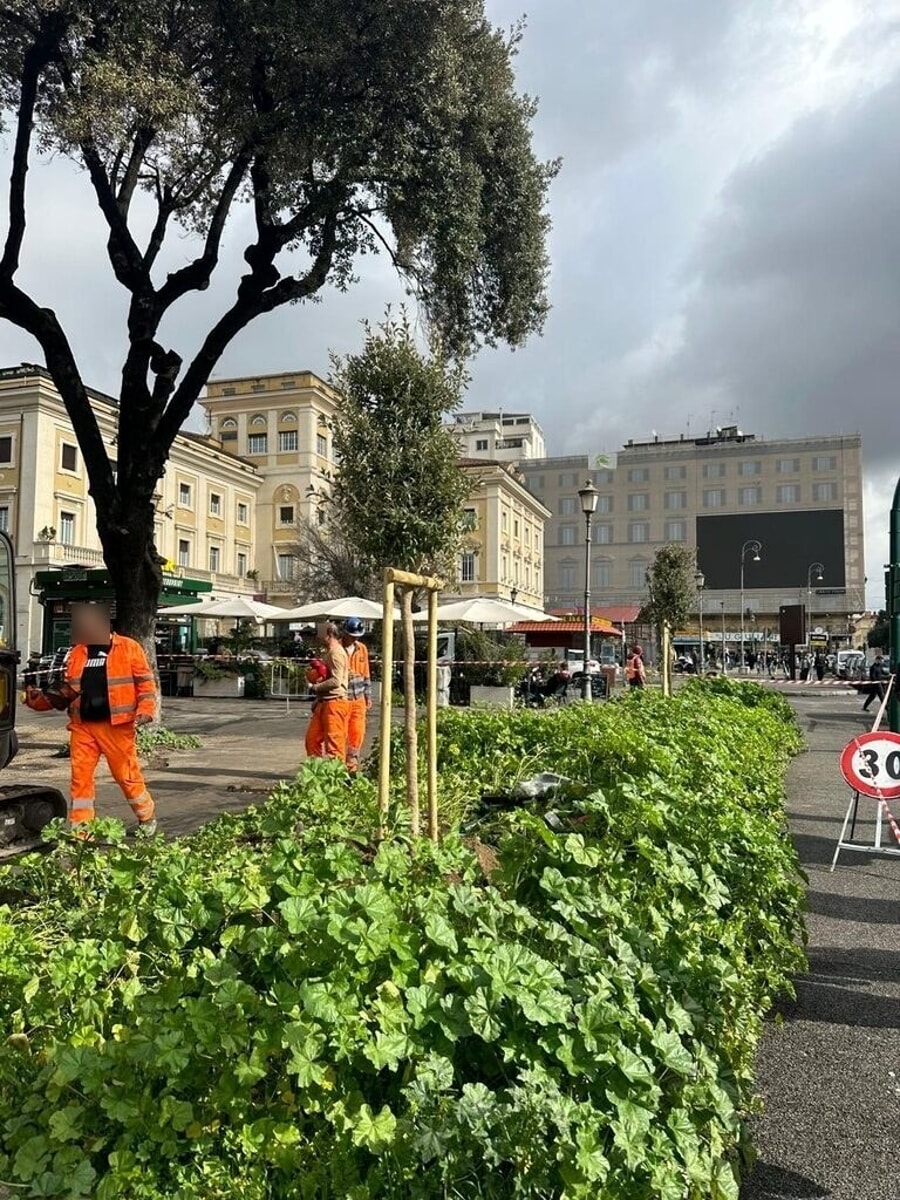 Termini, ci sono degli alberi piantati sul percorso della futura ciclabile: ora vanno rimossi