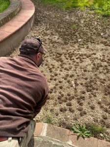 Migliaia di nidi di api nel cortile di una scuola materna a Roma