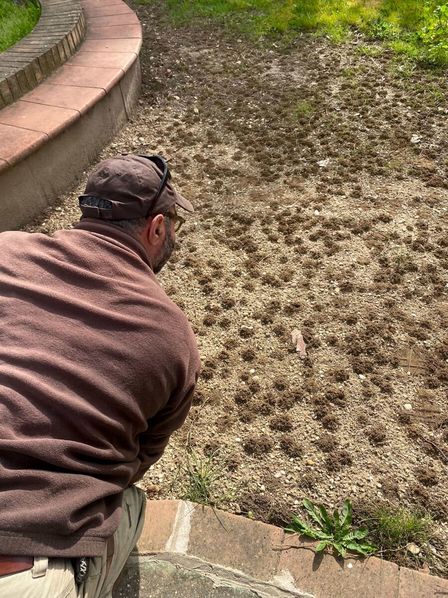 Migliaia di nidi di api nel cortile di una scuola materna a Roma