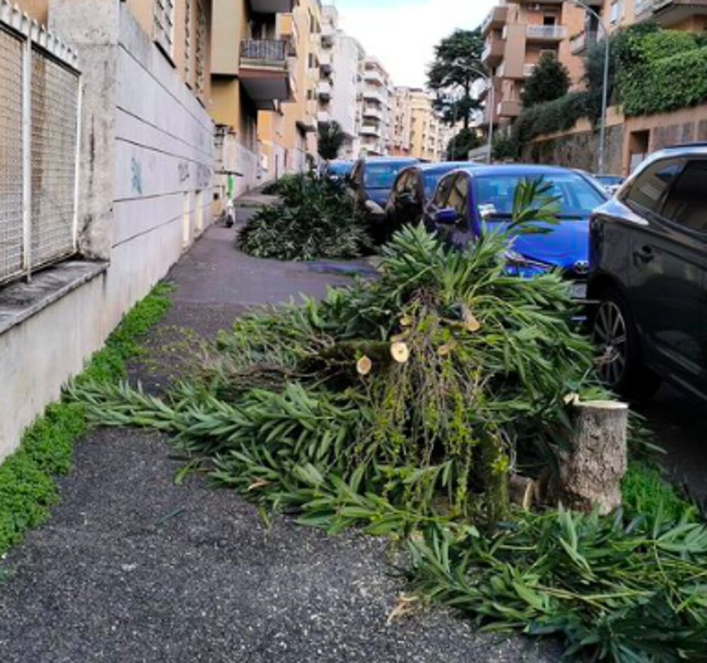Balduina protesta contro il taglio degli oleandri. Saranno sostituiti da 185 nuovi alberi