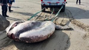 Trovato un enorme pesce luna spiaggiato: pesa una tonnellata