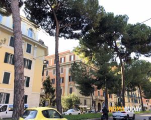 Ecco quando verranno ripiantati i pini a Corso Trieste
