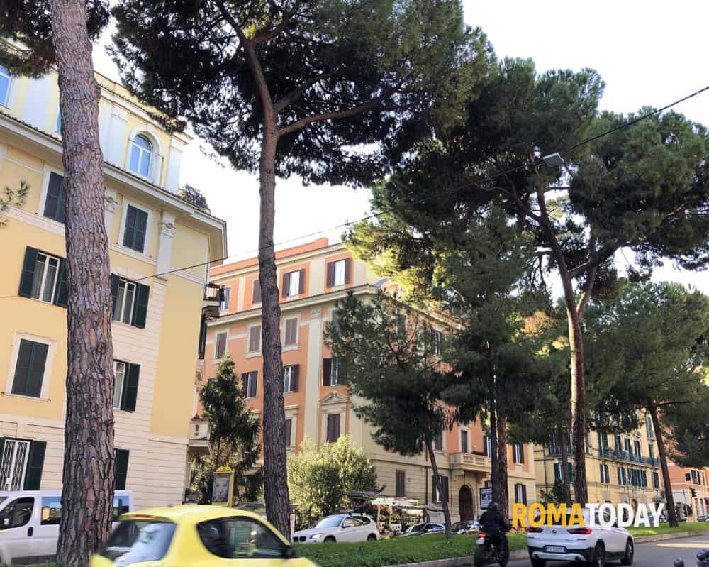 Ecco quando verranno ripiantati i pini a Corso Trieste