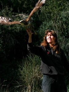 Torna a volare la poiana con l'ala fratturata: era stata colpita da un bracconiere