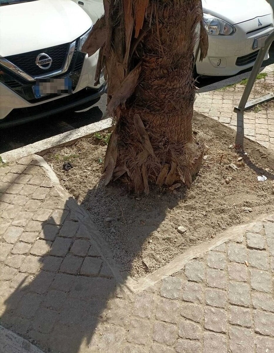 Ostia, via asfalto e sanpietrini dalle radici degli alberi