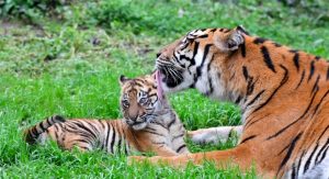 Kala, la tigre di Sumatra nata al Bioparco di Roma. Il video della prima passeggiata in pubblico