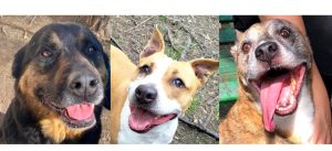 Roy, Brenda e Ringo: i cani che non vedono l’ora di essere adottati