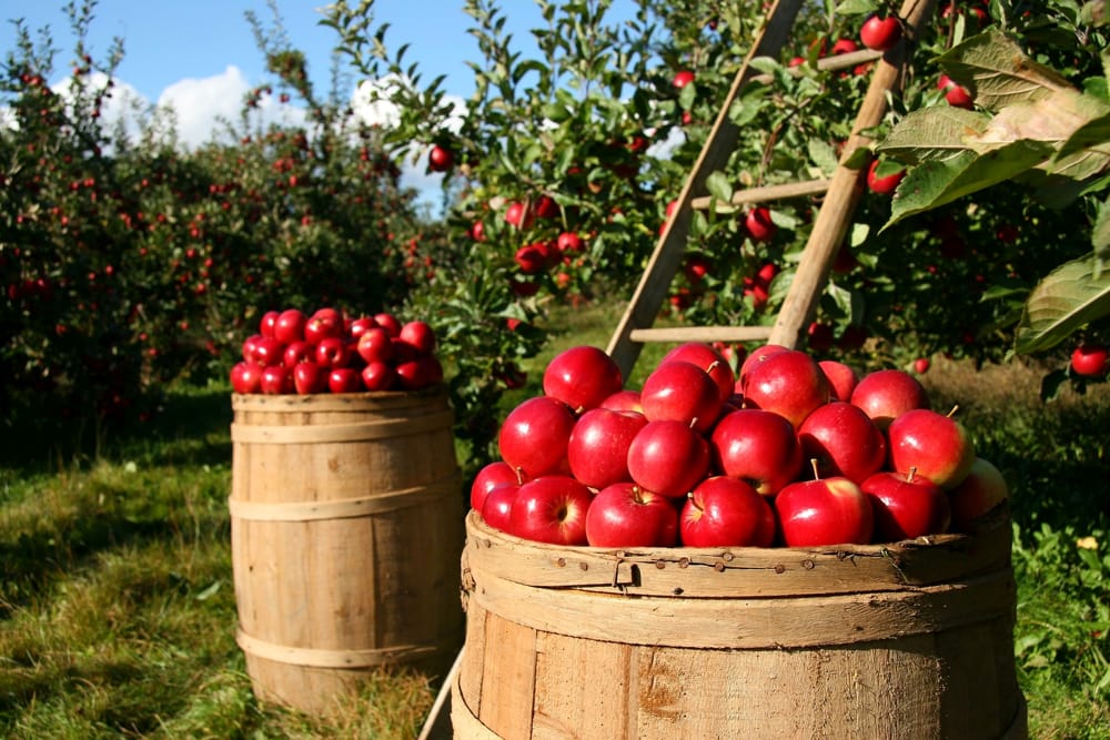 Agricoltura nel Lazio, la regione vuole migliorare la competitività: si punta sulla concertazione
