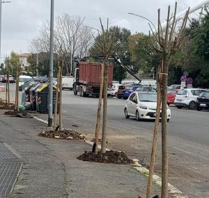 Ostiense, i residenti adottano i 51 nuovi alberi di via Benzoni