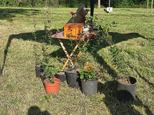 A La Storta rubati gli alberi donati da un ignoto e piantati dai volontari