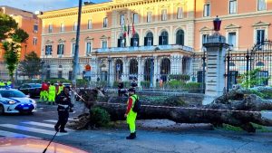 Albero cade sulle auto in sosta davanti al policlinico Umberto I, tragedia sfiorata