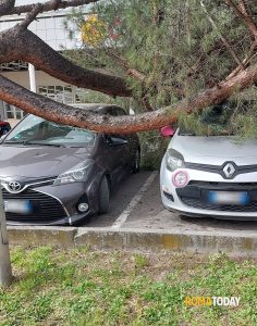 Albero cade sulle macchine nel parcheggio di un supermercato, tragedia sfiorata