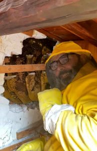 Sentono un ronzio vicino al letto: scavano nel muro e trovano 70mila api