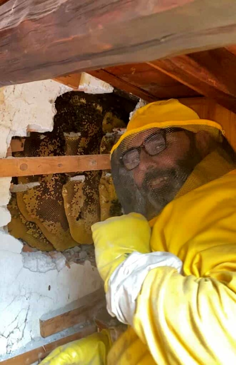 Sentono un ronzio vicino al letto: scavano nel muro e trovano 70mila api