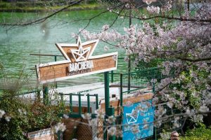 La magia dei sakura giapponesi dal molo sul laghetto dell'Eur